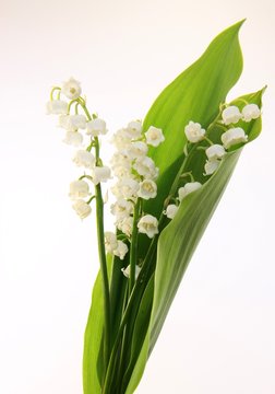 566 Best Brin De Muguet Images Stock Photos Vectors Adobe Stock