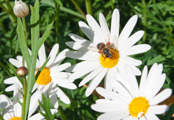 Obraz premium marguerites