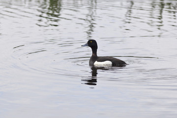 Tufted Duck