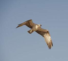 Large Osprey in flight