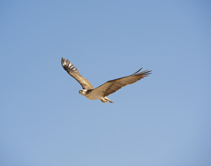 Large Osprey in flight