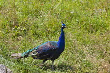 Obraz premium Peacock