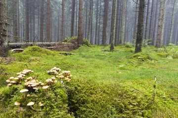  Forest with morning mist © Lars Johansson