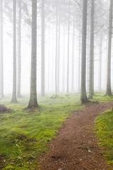 Deurstickers Hiking trail through a forest © Lars Johansson