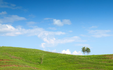 Fototapeta premium Summer landscape