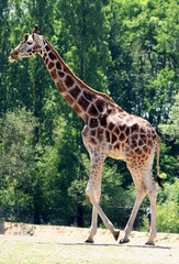 Girafe