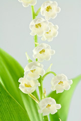clochettes de muguet