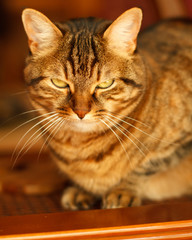 Chat pensif