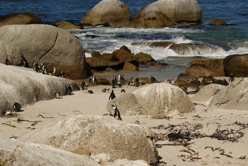 COLONIA DI PINGUINI AFRICANI
