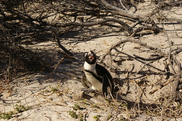 PINGUINO AFRICANO