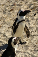 Fototapeta premium PINGUINO AFRICANO