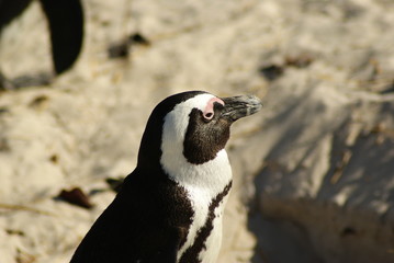 Fototapeta premium PINGUINO AFRICANO