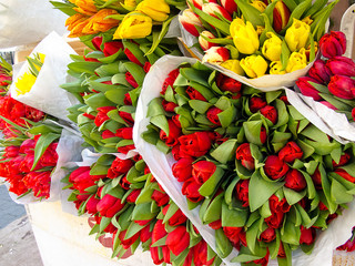 Tulips at the market