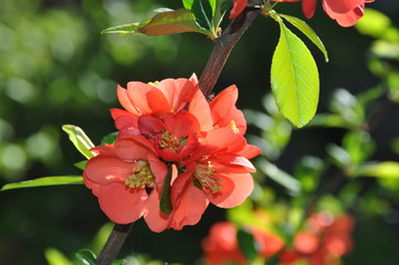Blüten der Zierquitte