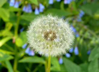 Pusteblume