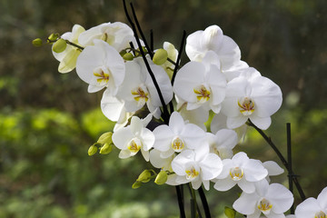 White orchid flowers - phalaenopsis © Miroslawa Drozdowski