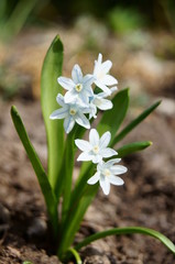 Blumen & Bl&uuml;ten