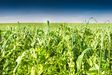 Green grass under blue bright sky