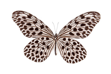 Black and blue butterfly Idea lynceus isolated