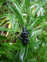 Fototapeta premium カミキリムシ