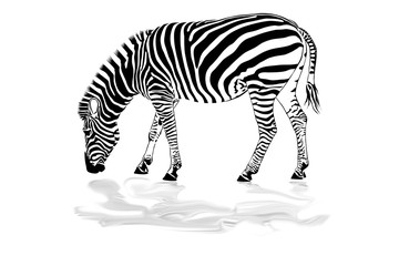 zebra with reflection isolate