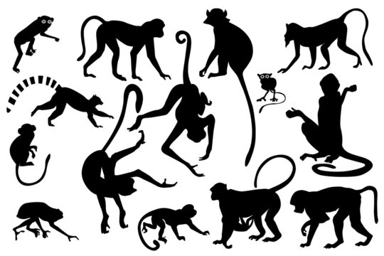 different monkey silhouettes isolated