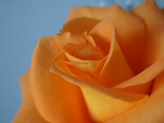 橙色の薔薇