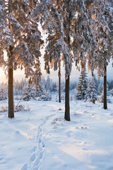 winter forest in Harz mountains, Germany