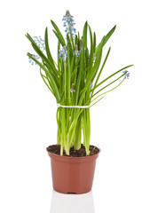 muscari flowers in pot isolated
