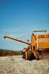 Combine harvesting wheat