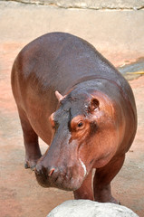 hippopotamus