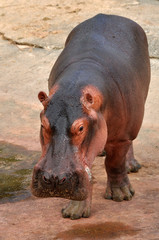 hippopotamus