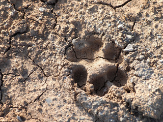 Tierspuren auf rissigem Boden