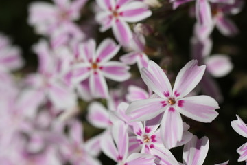 Fototapeta premium rosa blüten 1