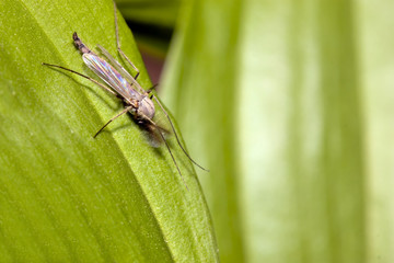 Mosquito an green leaf