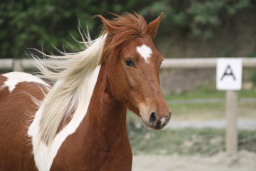 Fototapeta premium Kucyk w karierze