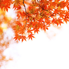 Fototapeta na wymiar Klon z liści jesienią