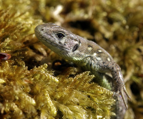 lizard closeup