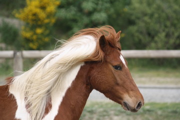 Obraz premium Portrait d'une ponette