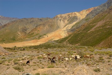 Goats in mountains of Chile