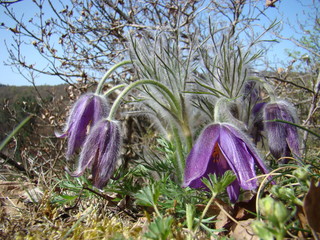 Küchenschelle im Nationalpark Kellerwald