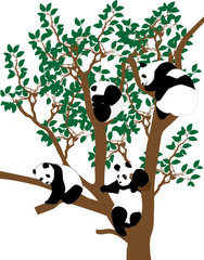 panda on the tree