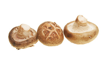 Three mushrooms