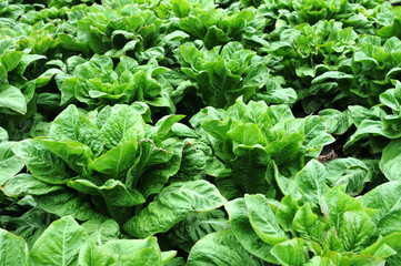 Naklejka premium Asparagus lettuce