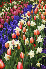 Colorful tulips, hyacinth and daffodils