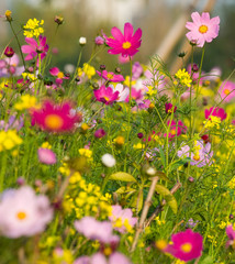 colorful wildflowers © xy
