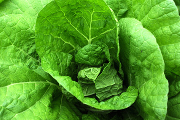 Fototapeta na wymiar Celery cabbage