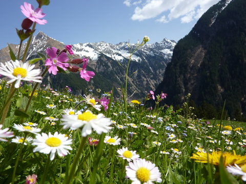 Blumenwiese mit Gebirge im Hintergrund