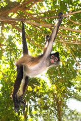 Obraz premium Ateles geoffroyi Spider Monkey Central America