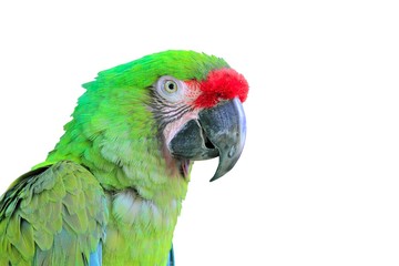 Ara Militaris Military Macaw Green parrot